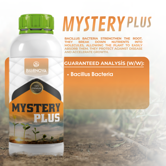 MYSTERY Plus