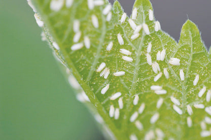 Bio-Power WhiteFly Control