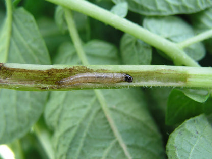 Bio-Power TutaFly Control